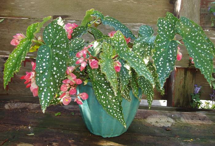B. ‘Barbara Hamilton’